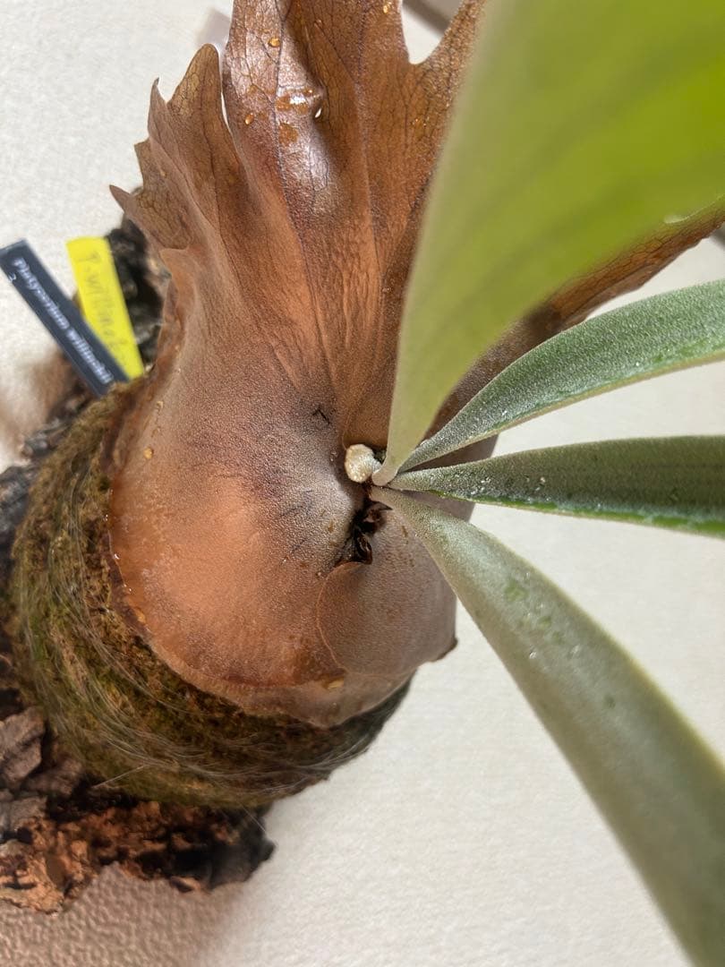 ビカクシダ ウィリンキー｜コルク付け｜状態良好【現品】